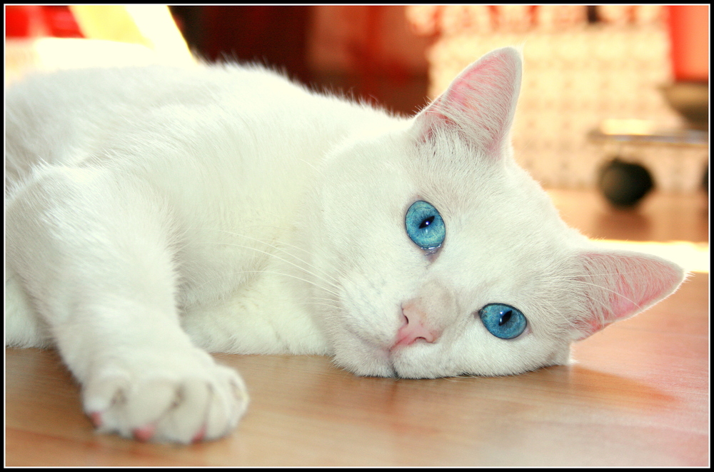 Weisse Katze mit blauen Augen
